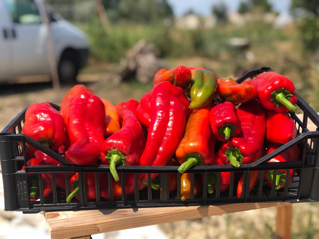 Peperoni Agrinatural appena raccolti