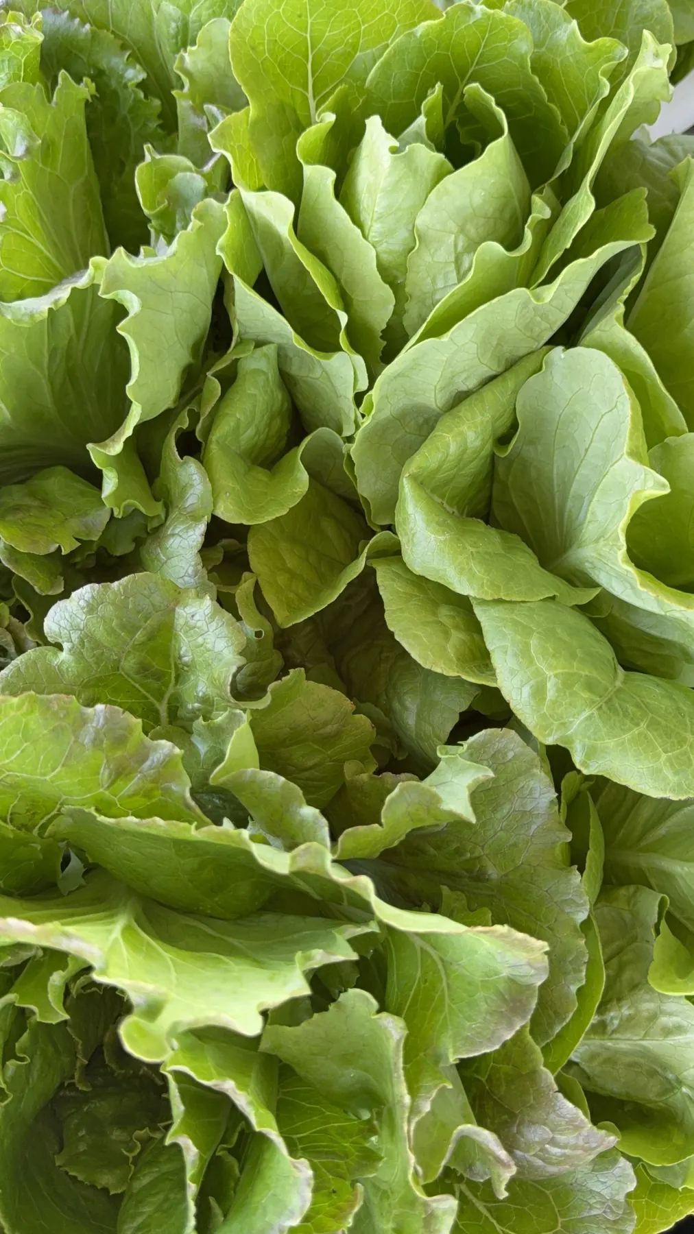 Insalata e ortaggi freschi Agrinatural